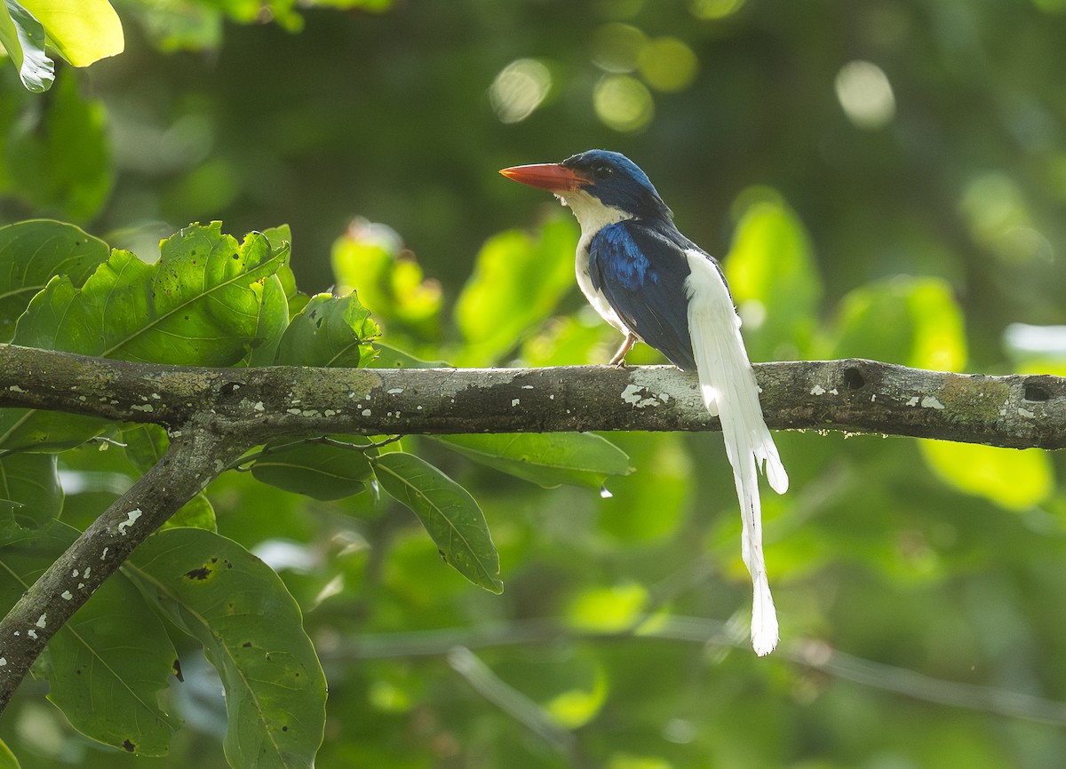 Kofiau Paradise-Kingfisher - ML646609694