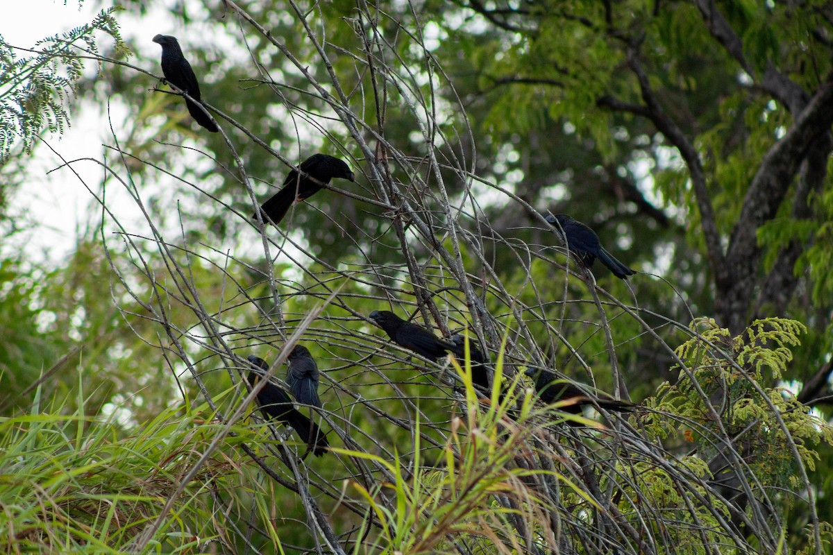Smooth-billed Ani - ML646609695