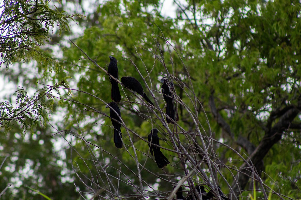 Smooth-billed Ani - ML646609696