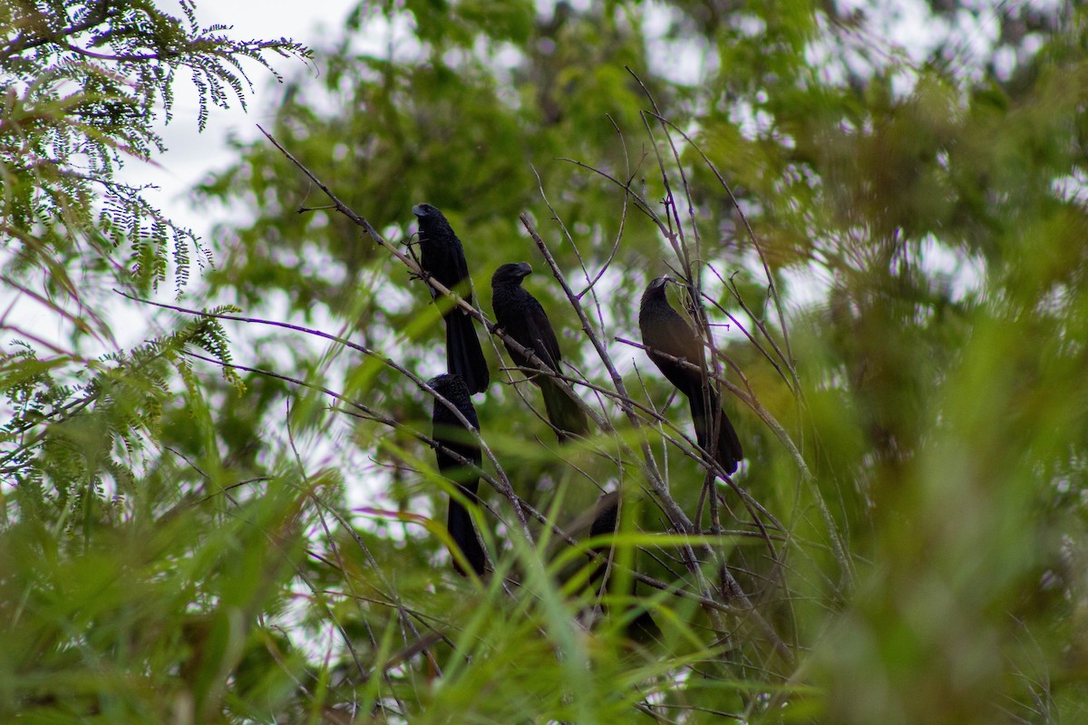 Smooth-billed Ani - ML646609697