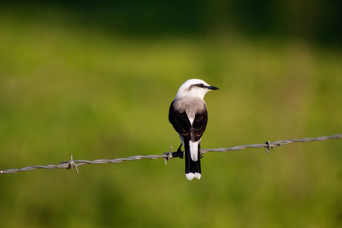 Masked Water-Tyrant - ML646609698