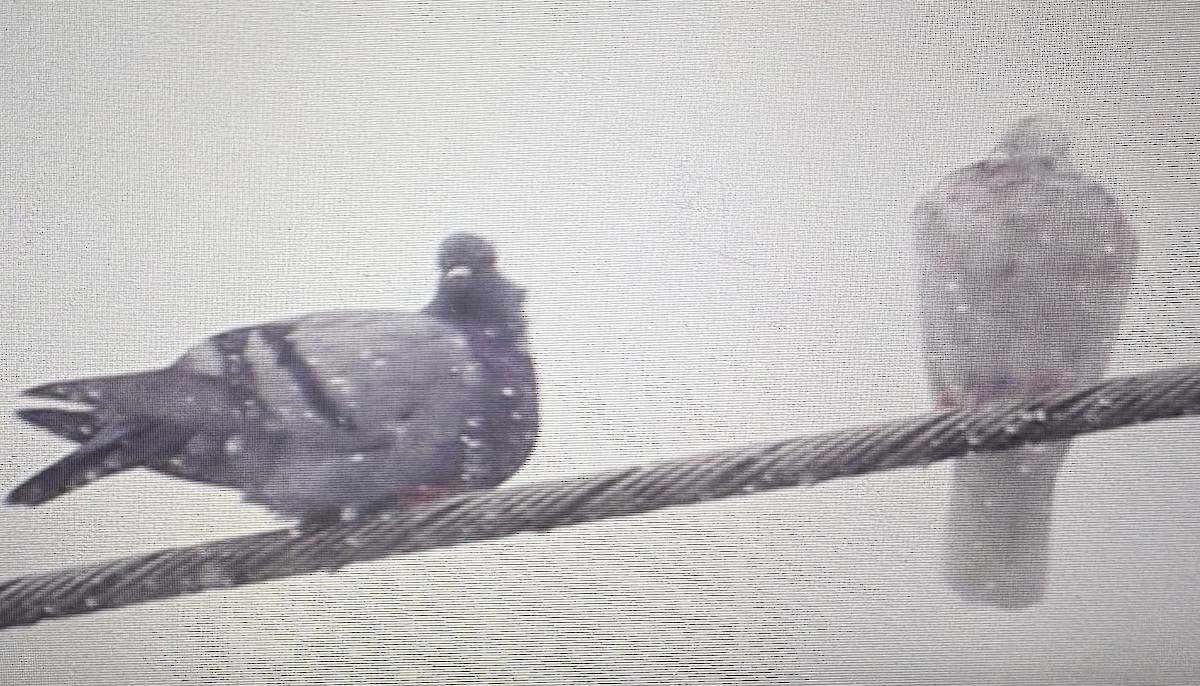 Rock Pigeon (Feral Pigeon) - ML646609699