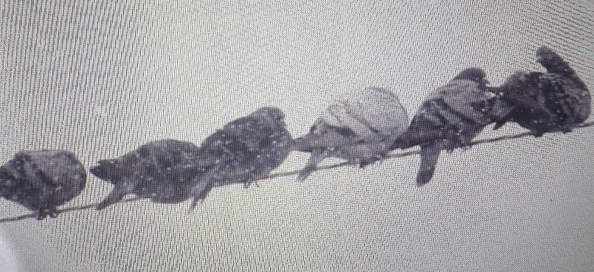 Rock Pigeon (Feral Pigeon) - ML646609700