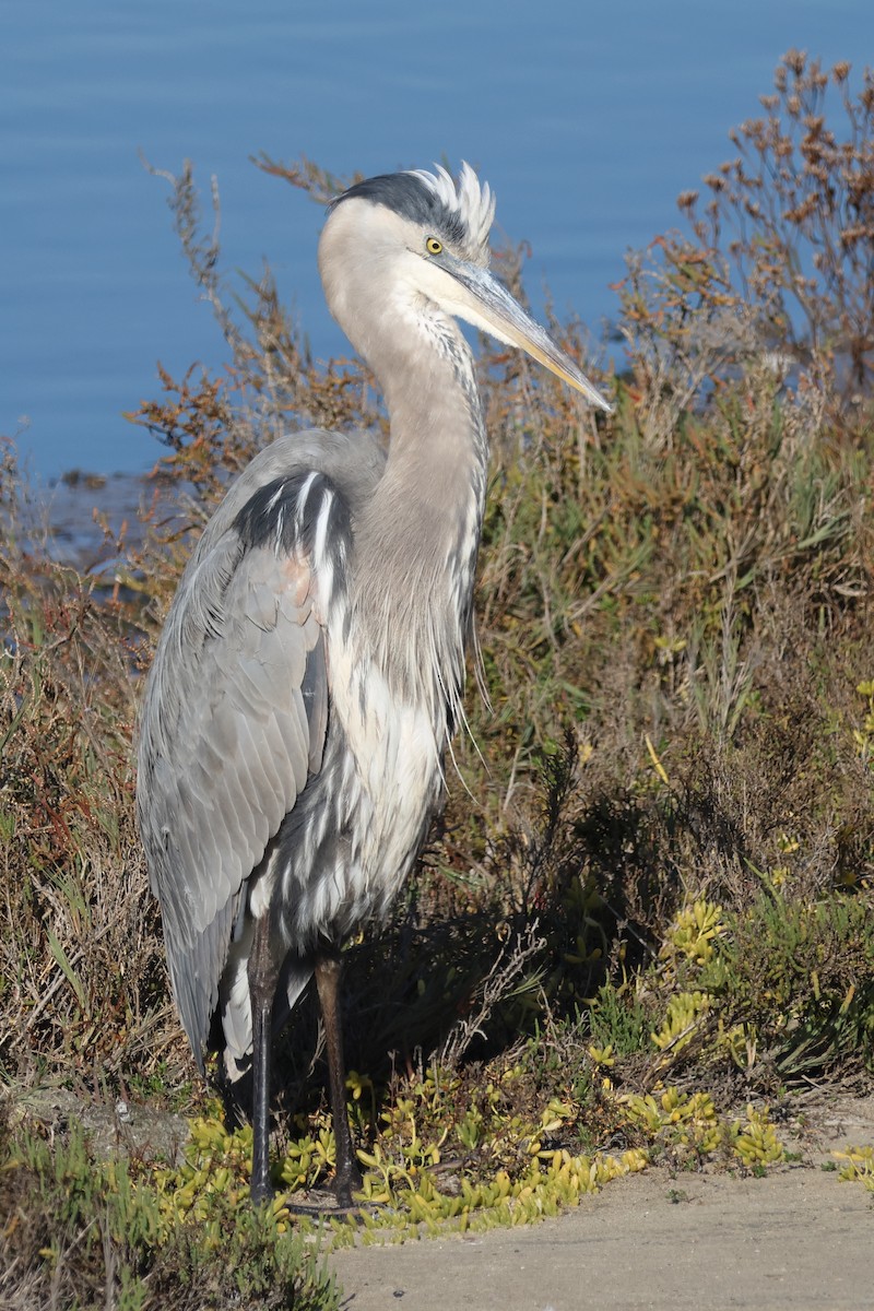 オオアオサギ - ML646609701