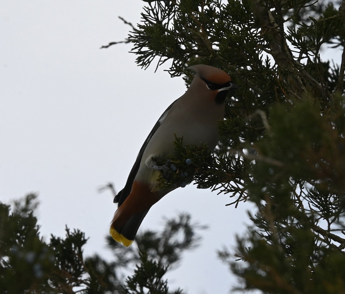 黃連雀 - ML646609702