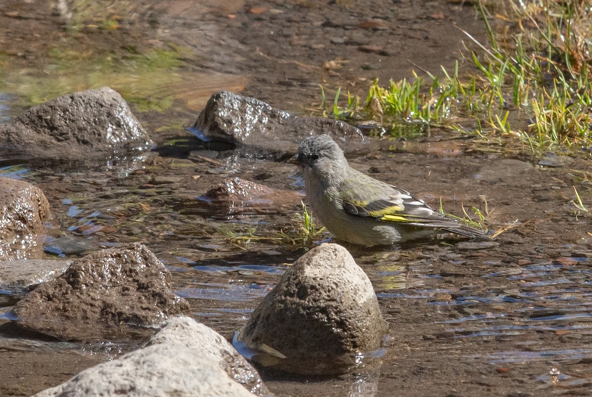 Thick-billed Siskin - ML646609703