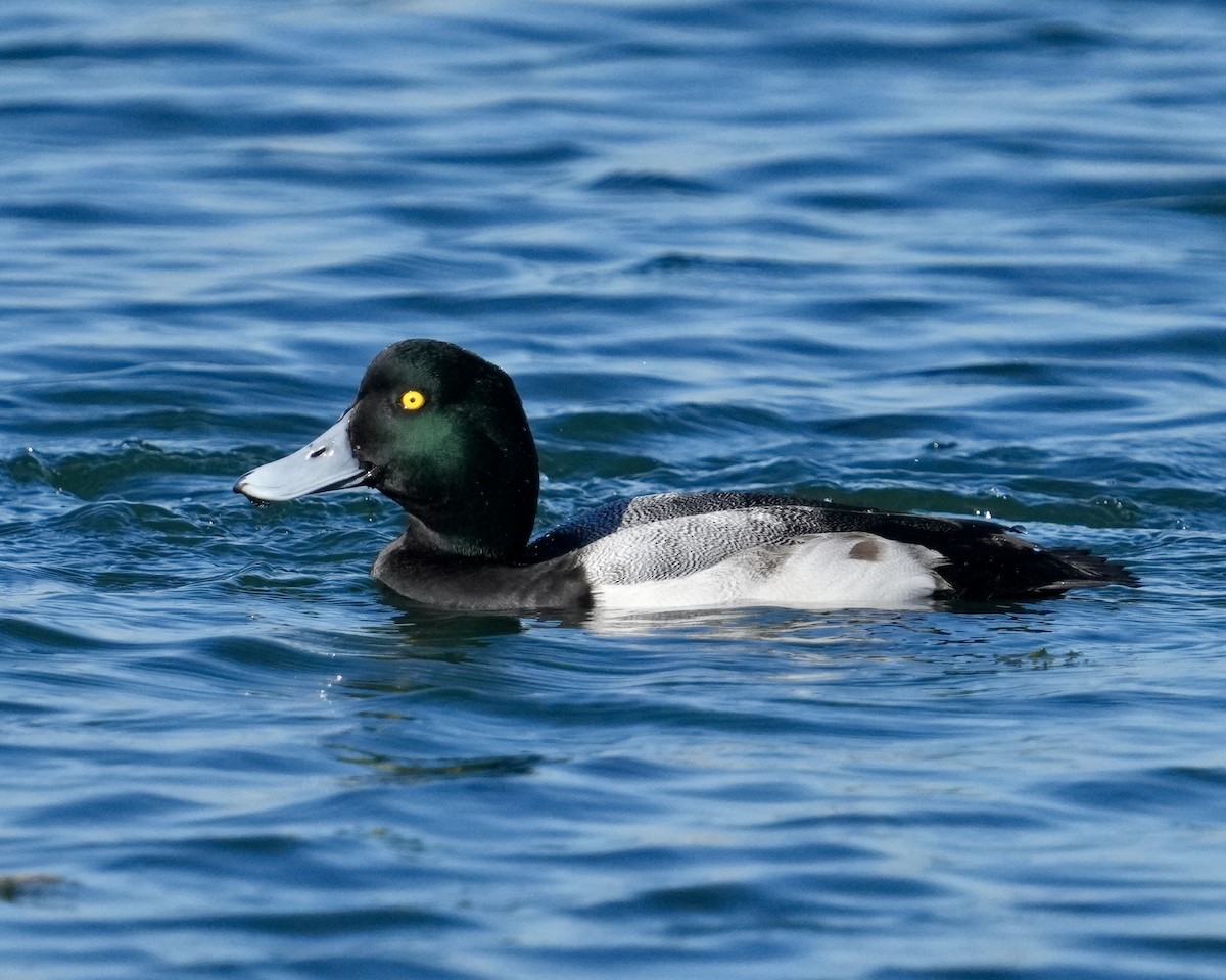 Bergente - ML646609705