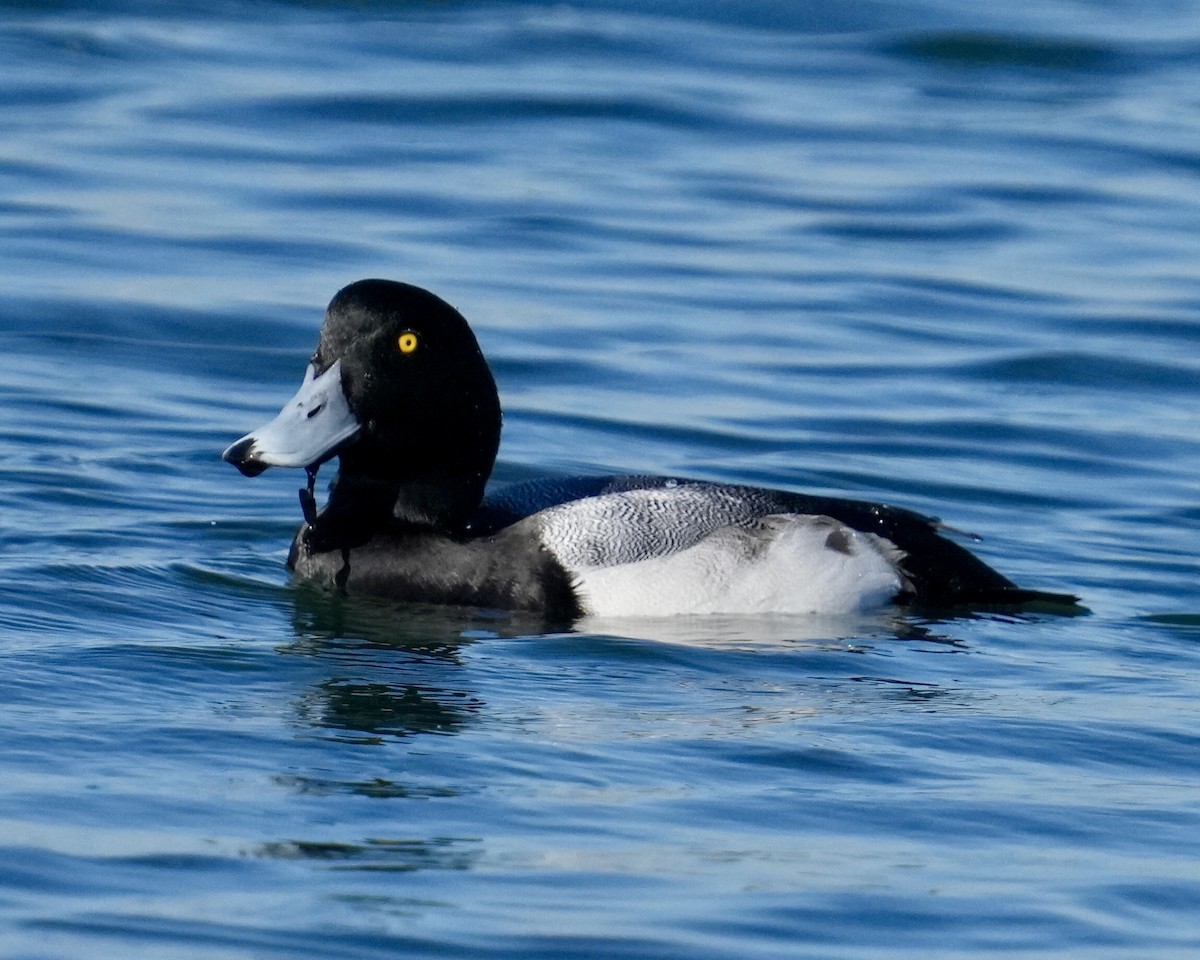 Bergente - ML646609706