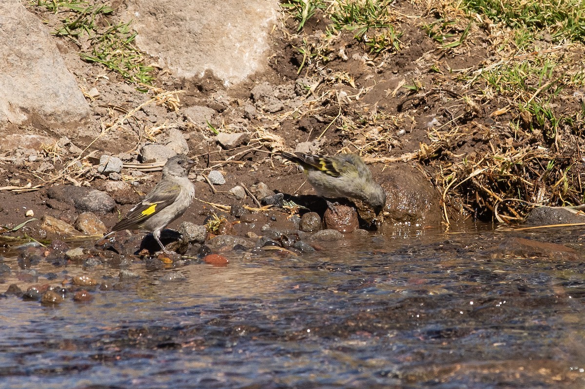 Thick-billed Siskin - ML646609708