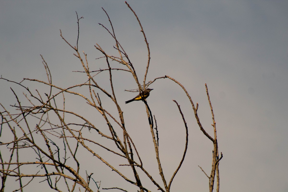 Tropical Kingbird - ML646609709