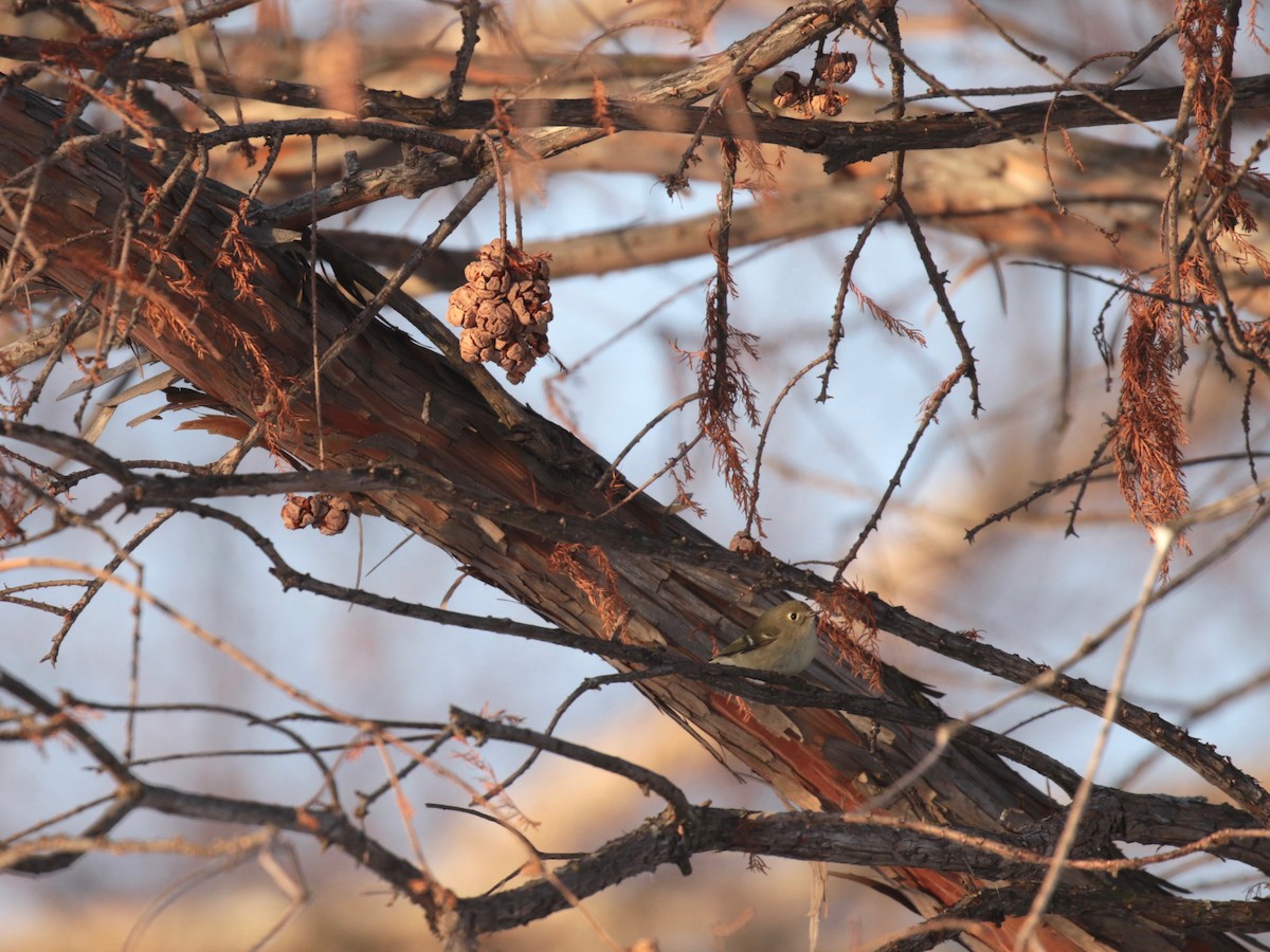 Ruby-crowned Kinglet - ML646609710