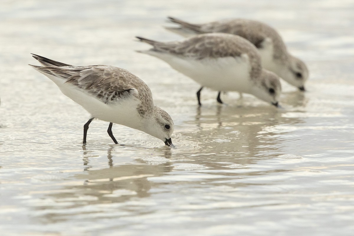 Txirri zuria - ML646609711