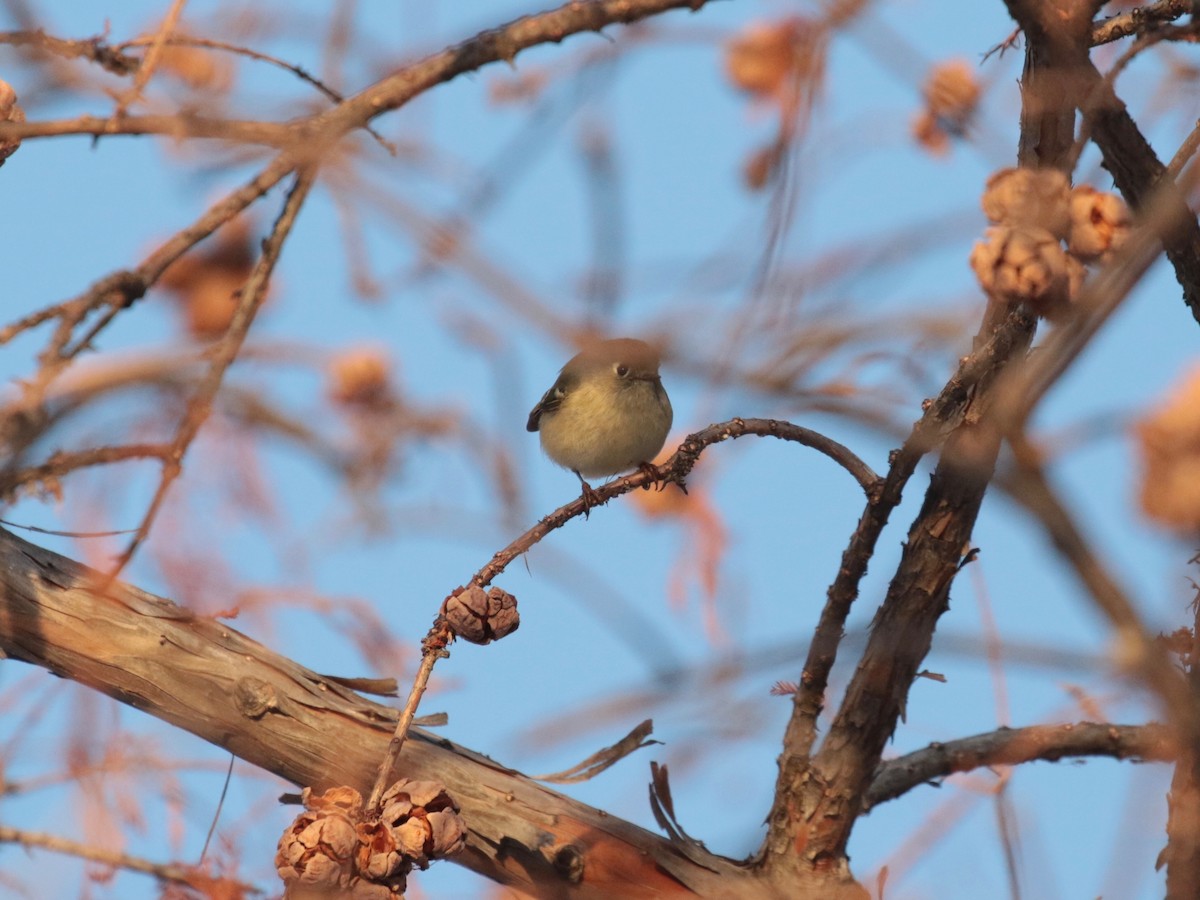 Ruby-crowned Kinglet - ML646609712