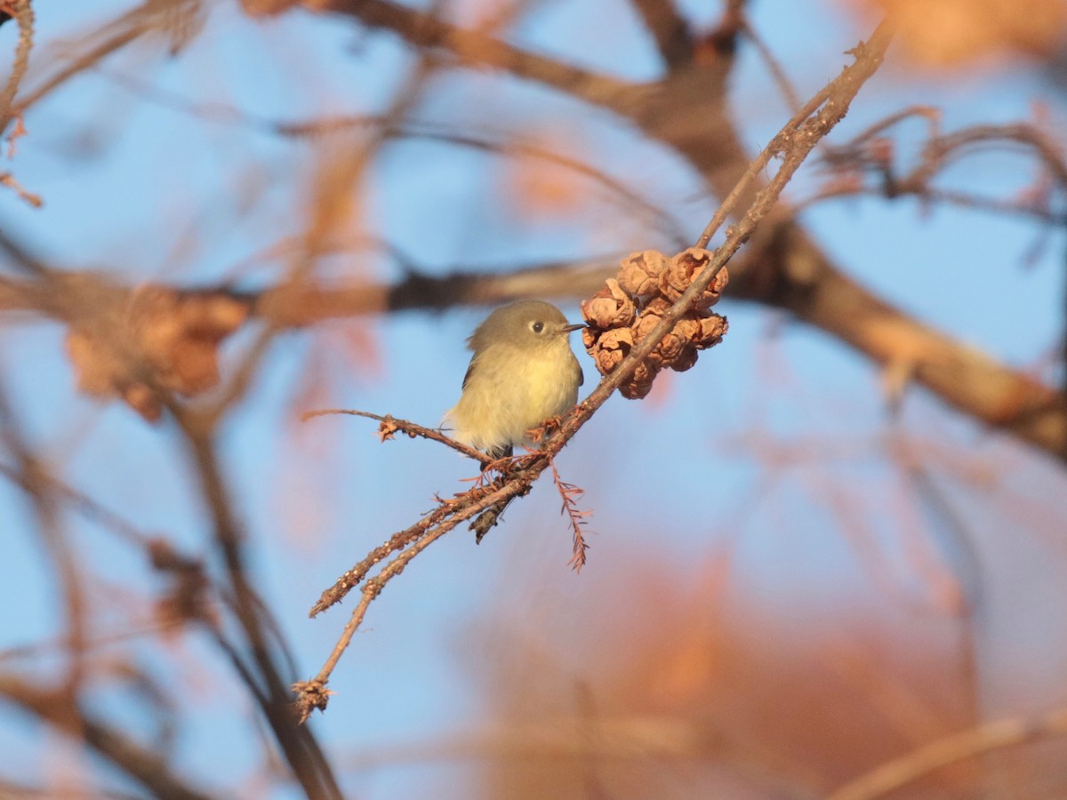 Ruby-crowned Kinglet - ML646609714