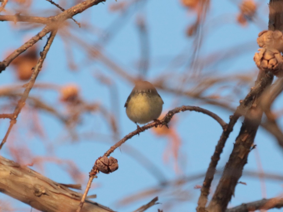 Ruby-crowned Kinglet - ML646609716
