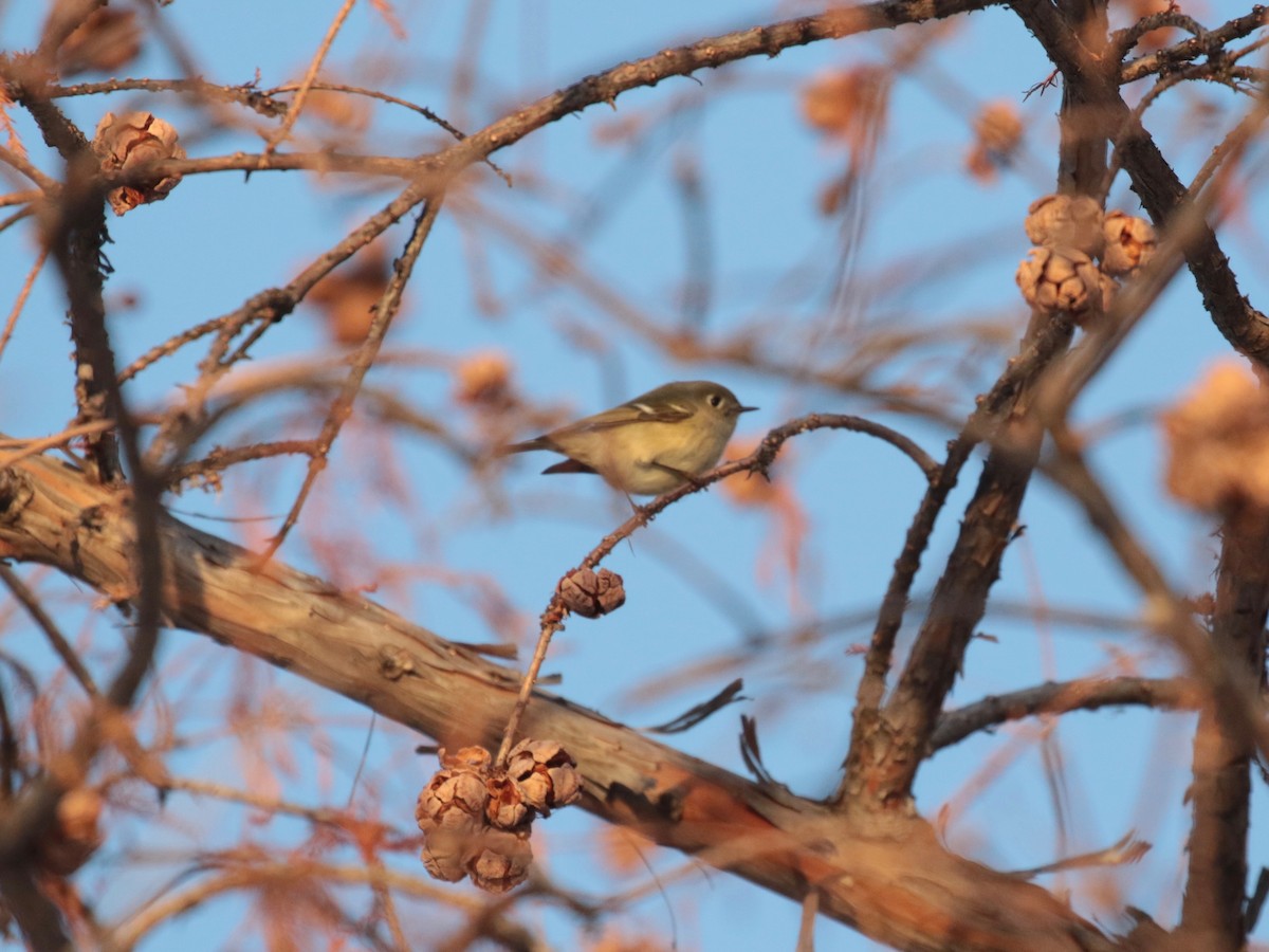 Ruby-crowned Kinglet - ML646609718