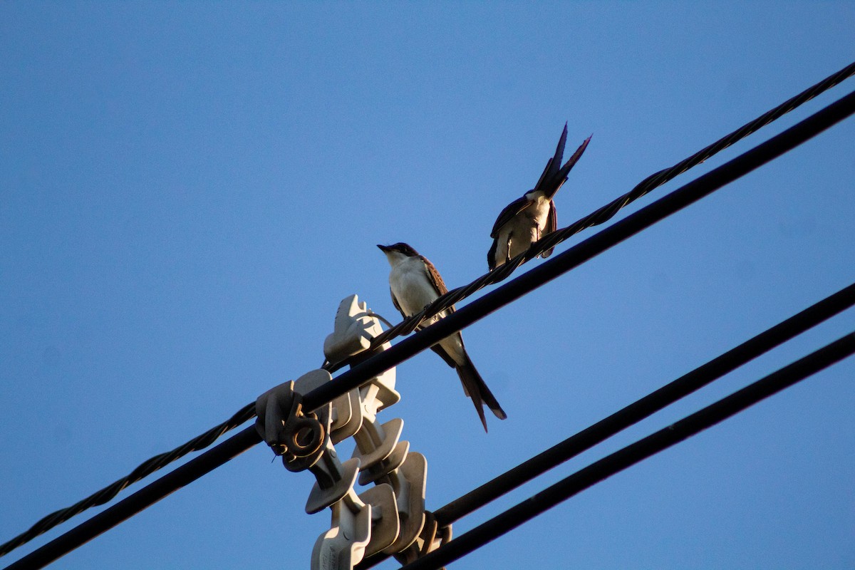 Fork-tailed Flycatcher - ML646609719