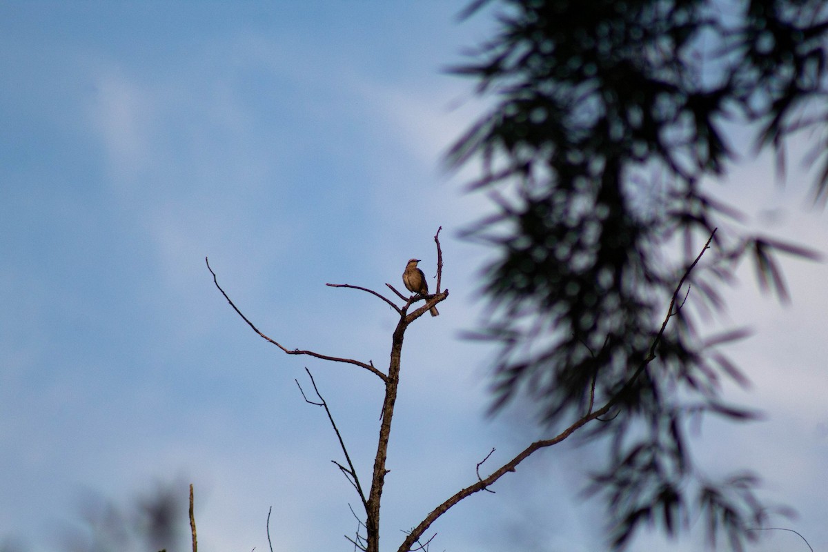 Chalk-browed Mockingbird - ML646609721