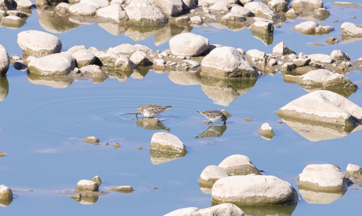 Least Sandpiper - ML646609731