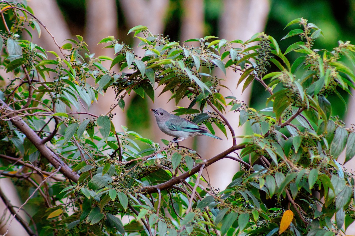 Sayaca Tanager - ML646609733