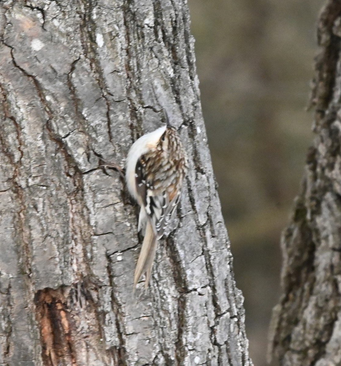 Brown Creeper - ML646609736