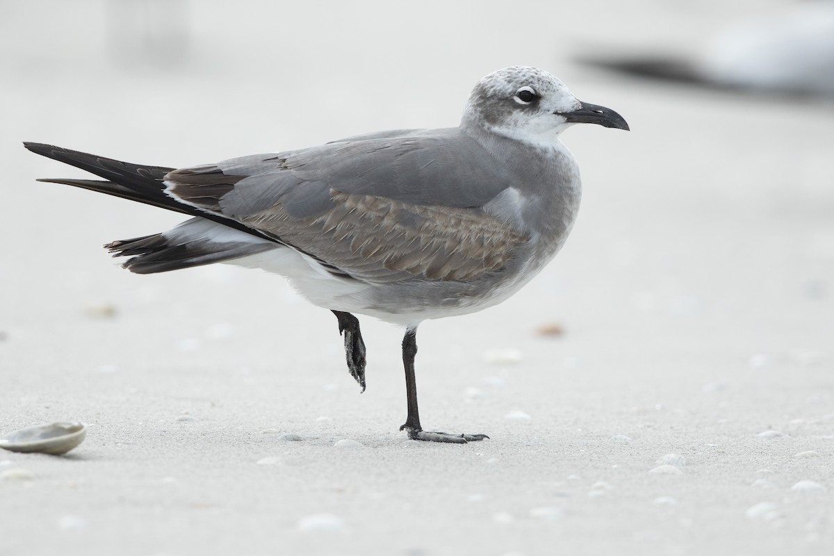 שחף צוחק - ML646609737