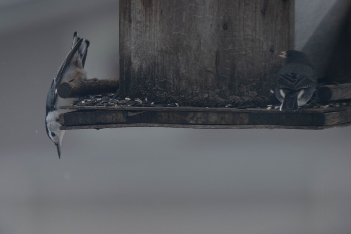 Повзик каролінський - ML646609740