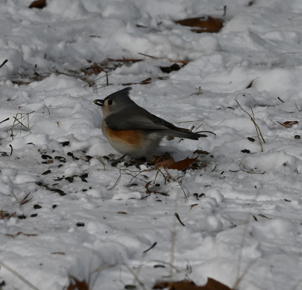 Tufted Titmouse - ML646609741