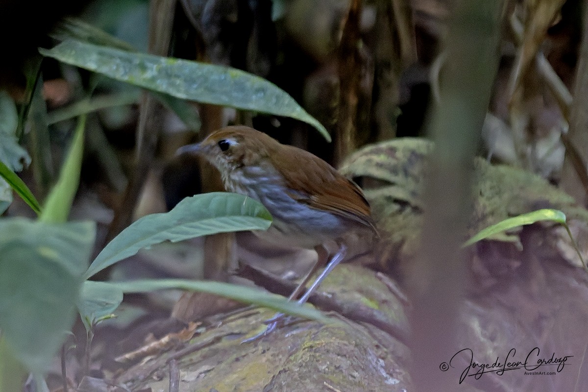 Тапажосская мирмотера - ML646609749