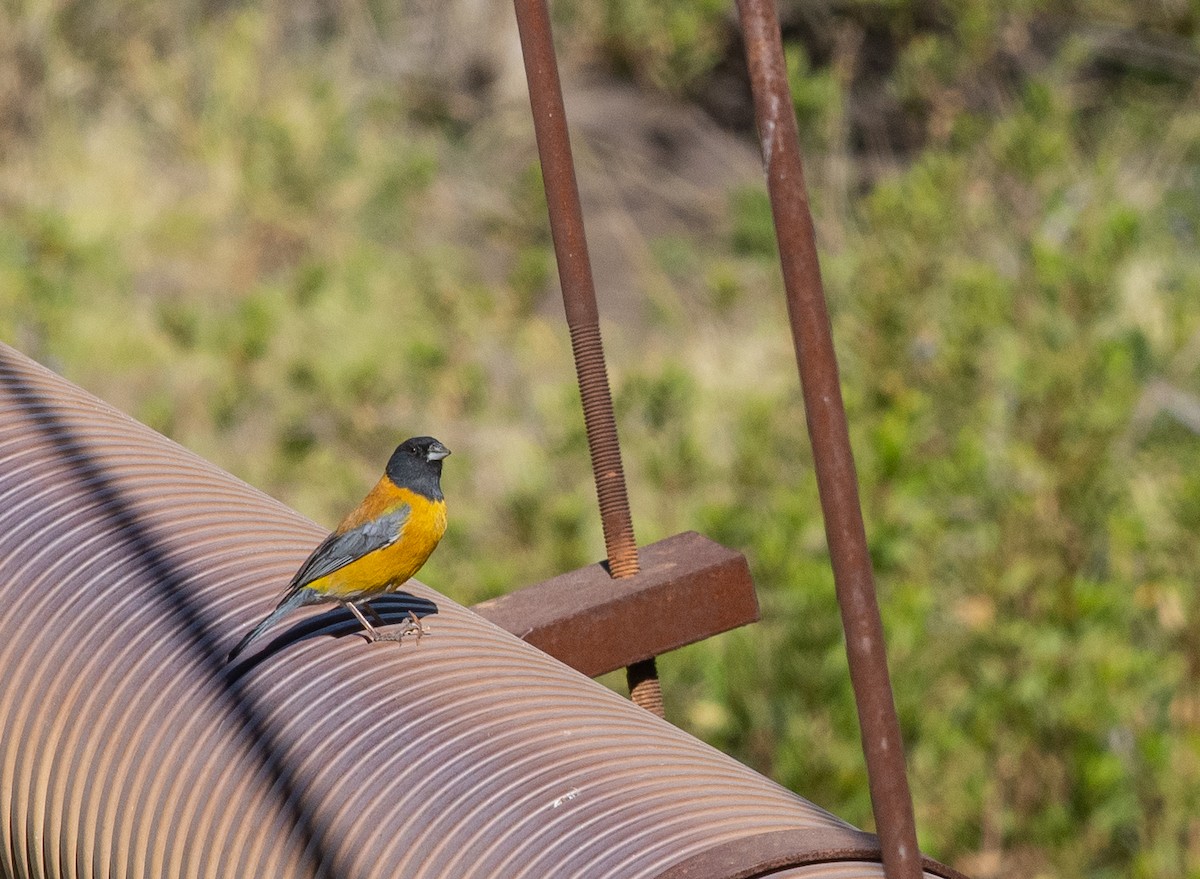 Black-hooded Sierra Finch - ML646609754