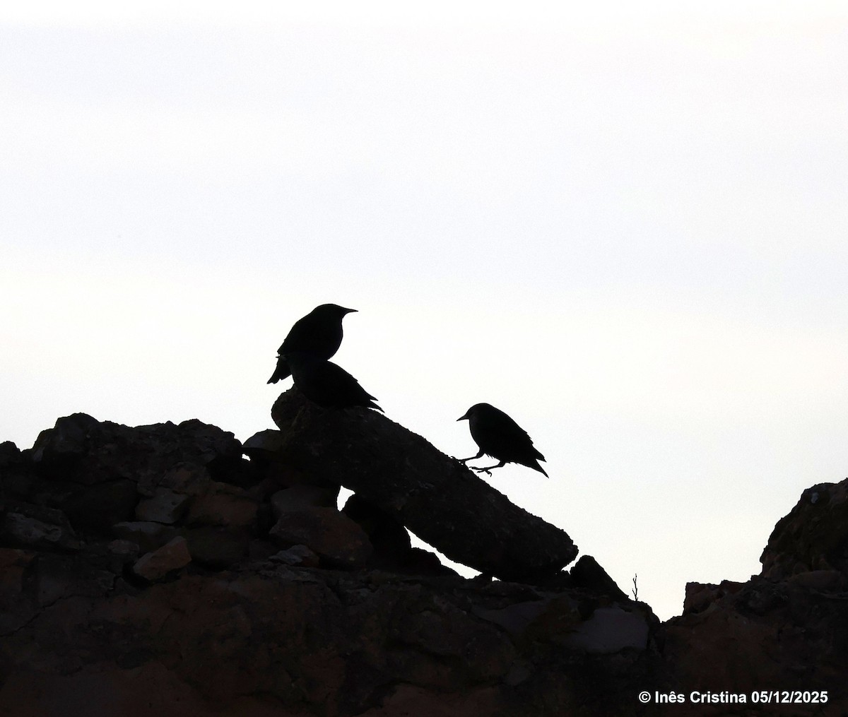 European/Spotless Starling - ML646609755