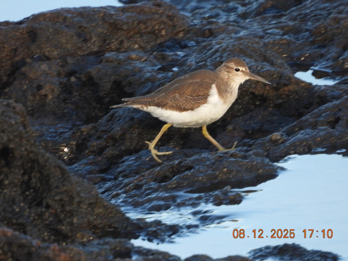 Common Sandpiper - ML646609756