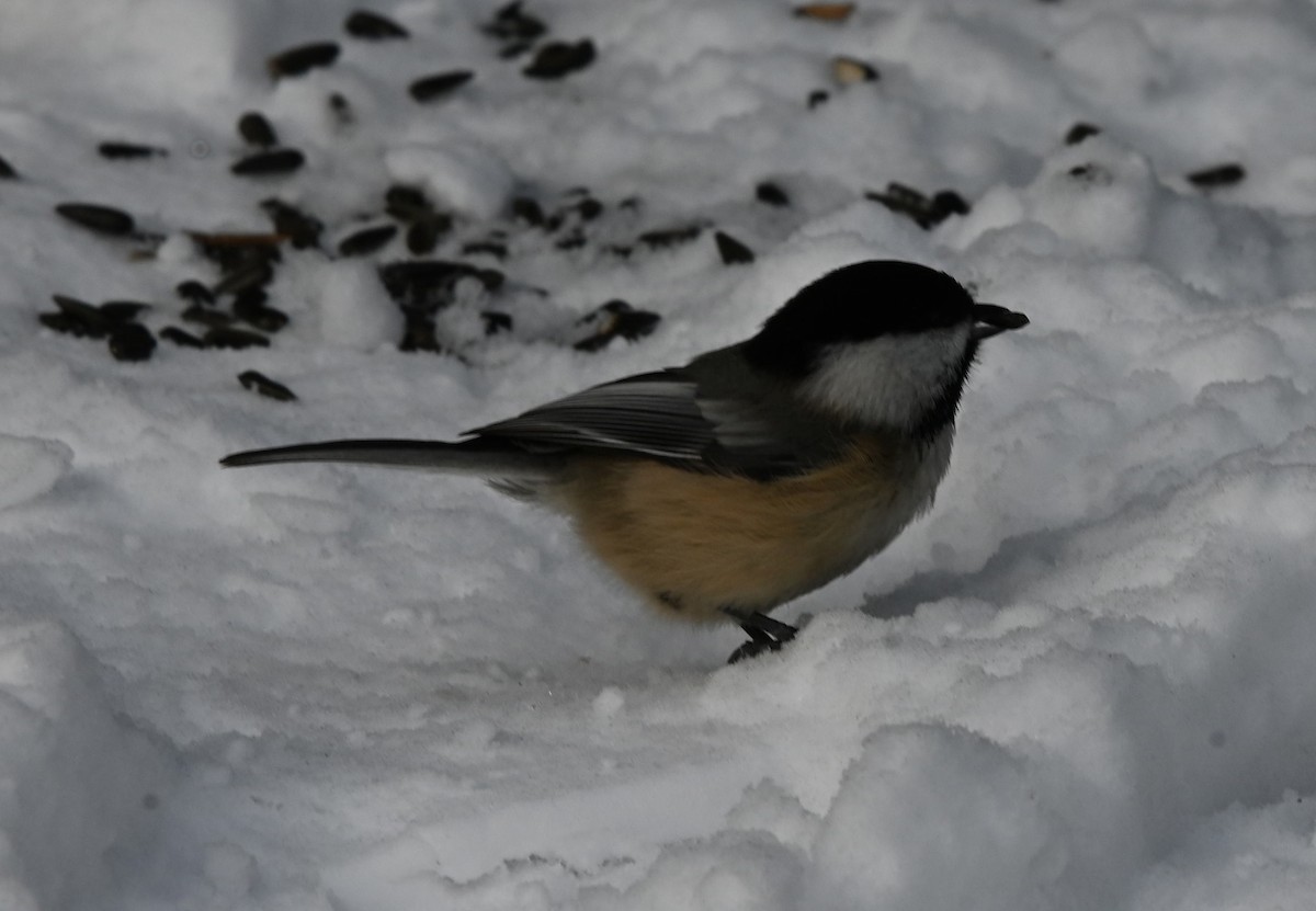 Black-capped Chickadee - ML646609757