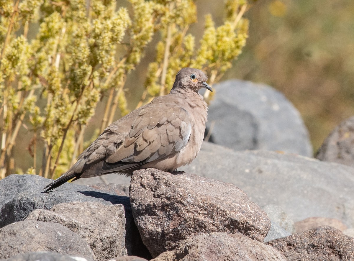 Black-winged Ground Dove - ML646609763