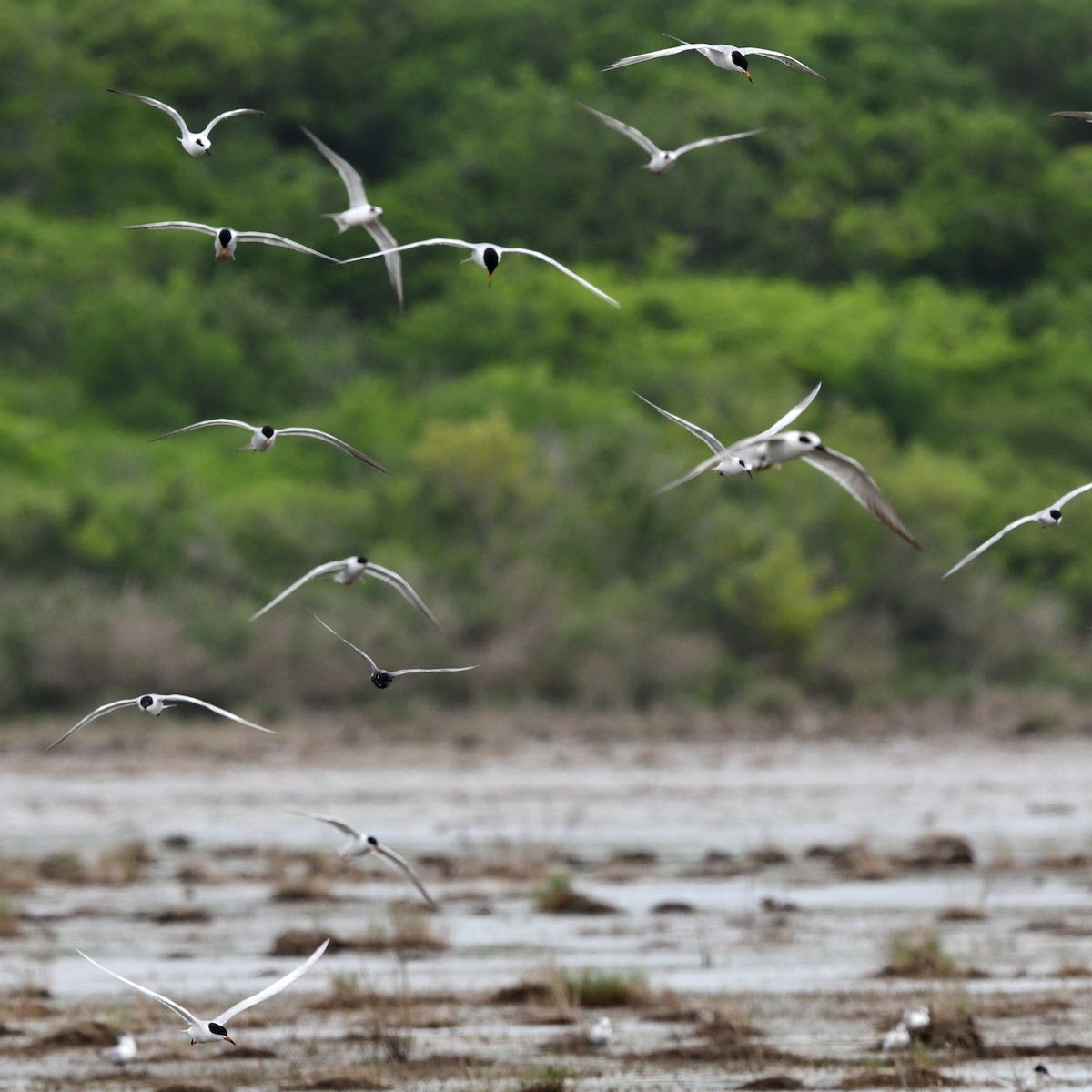 Forster's Tern - ML646609765