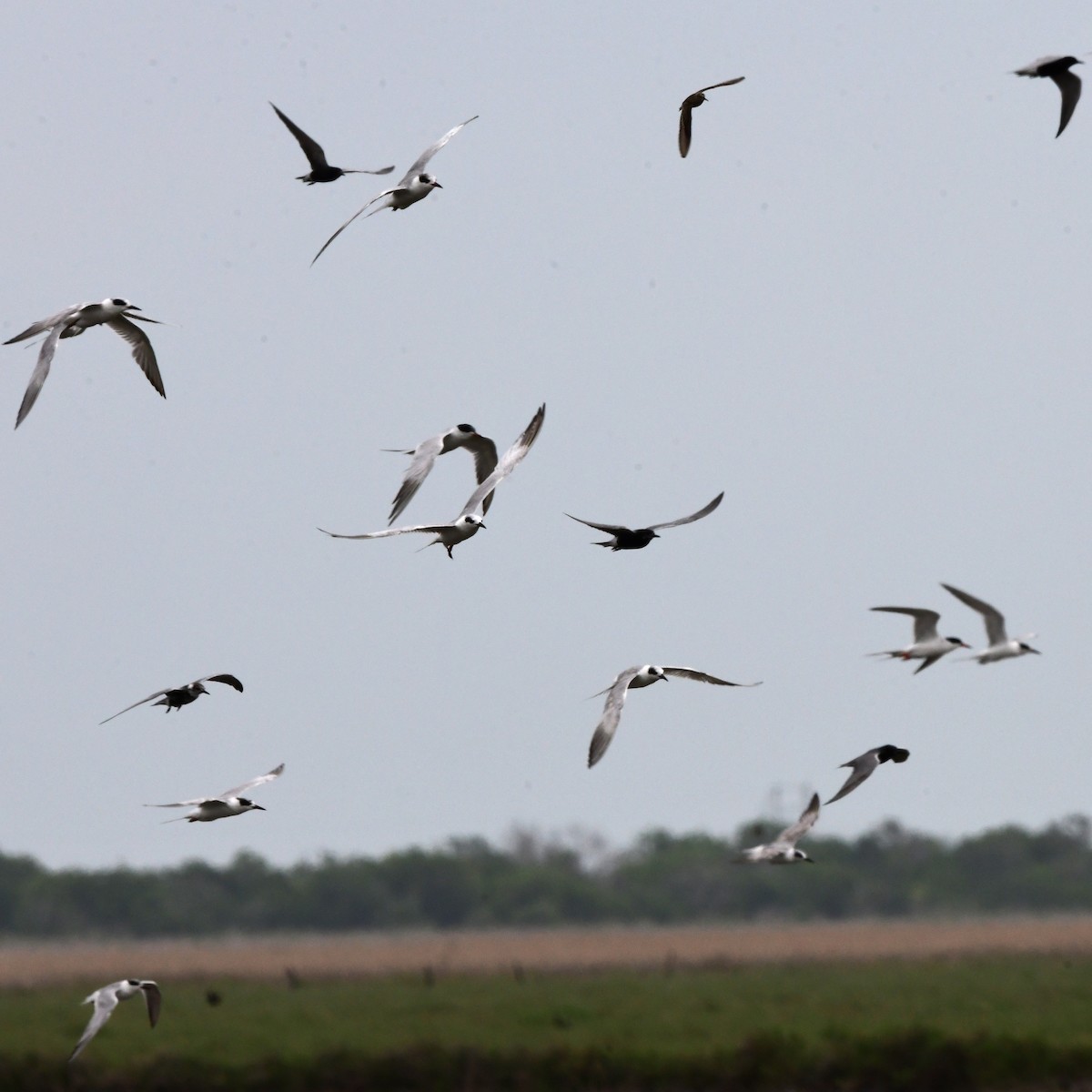 Forster's Tern - ML646609766