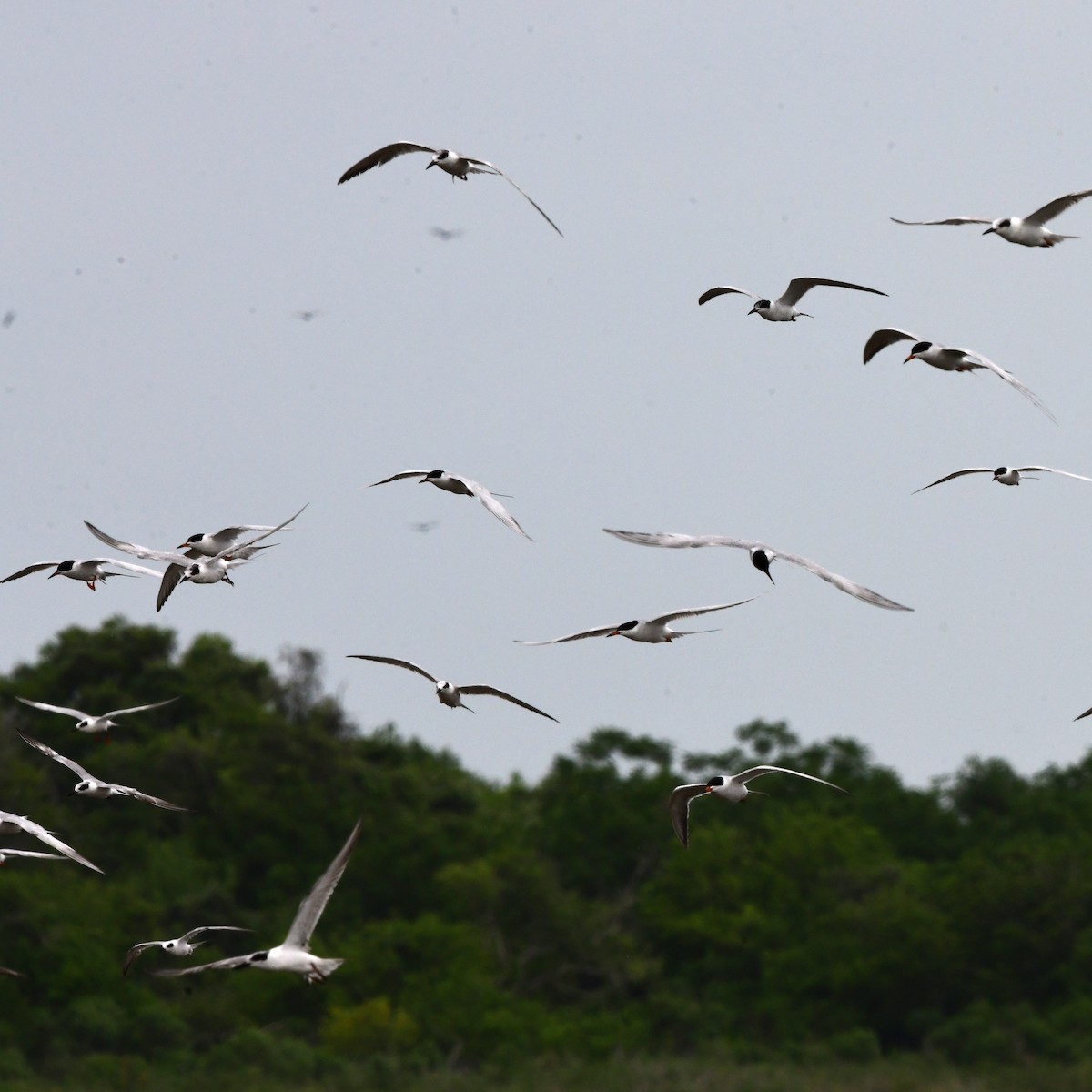 Forster's Tern - ML646609767