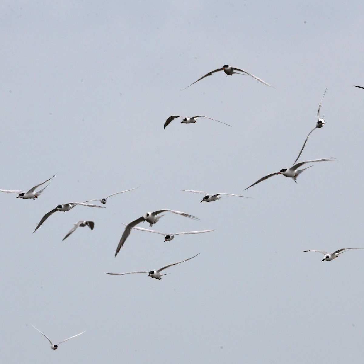 Forster's Tern - ML646609768