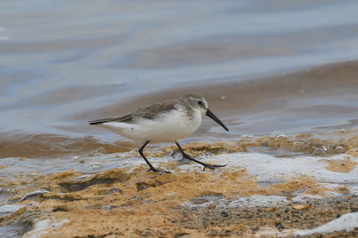 Gambecchio dell'Alaska - ML646609769