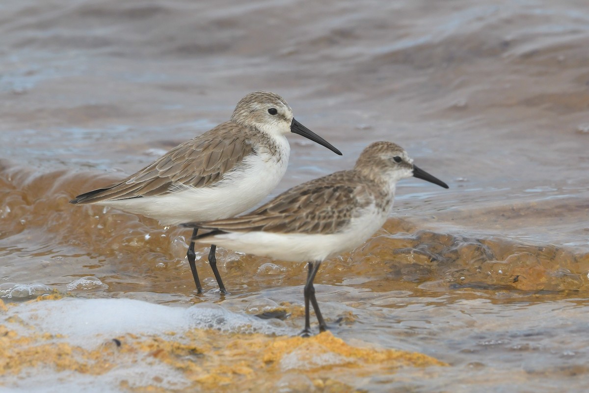 Gambecchio dell'Alaska - ML646609770