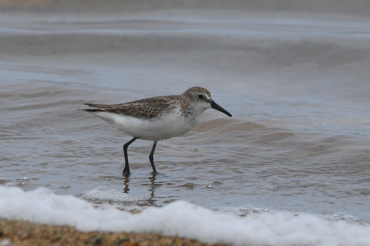 Semipalmated Sandpiper - ML646609780