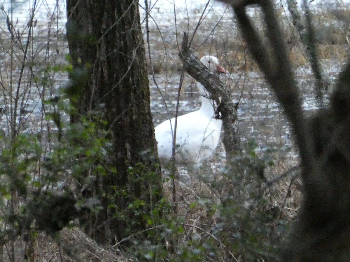 Snow Goose - ML646609782