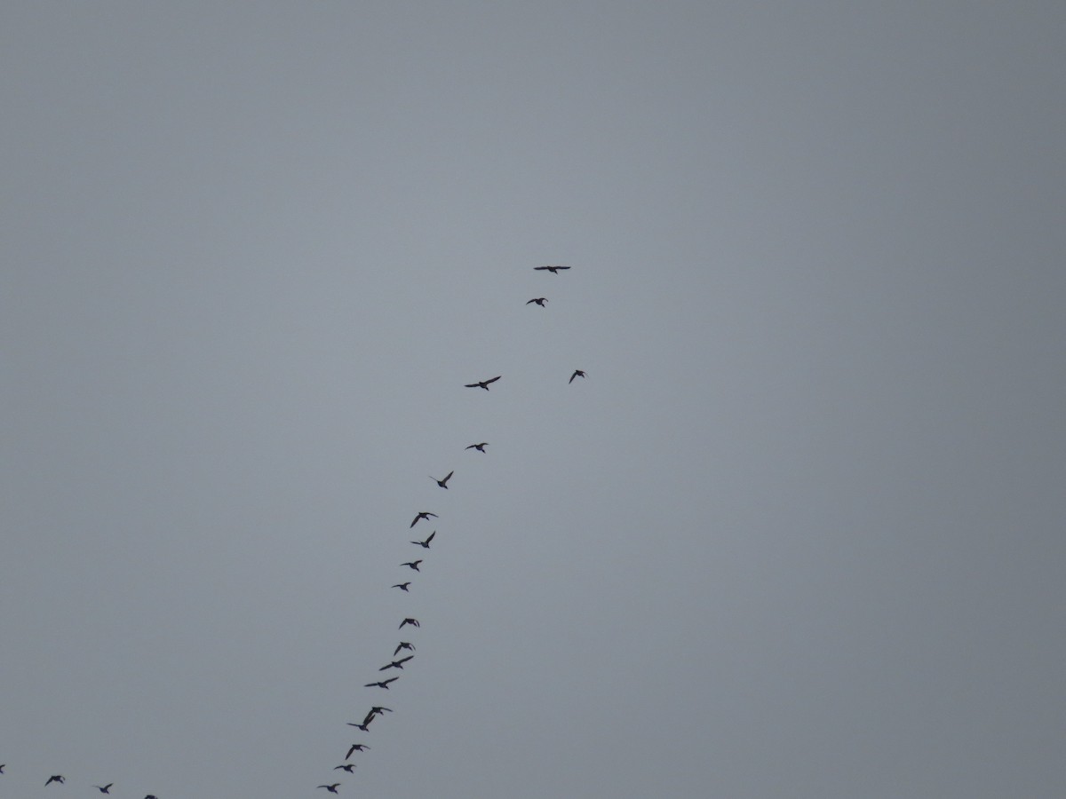 Long-tailed Duck - ML646609783