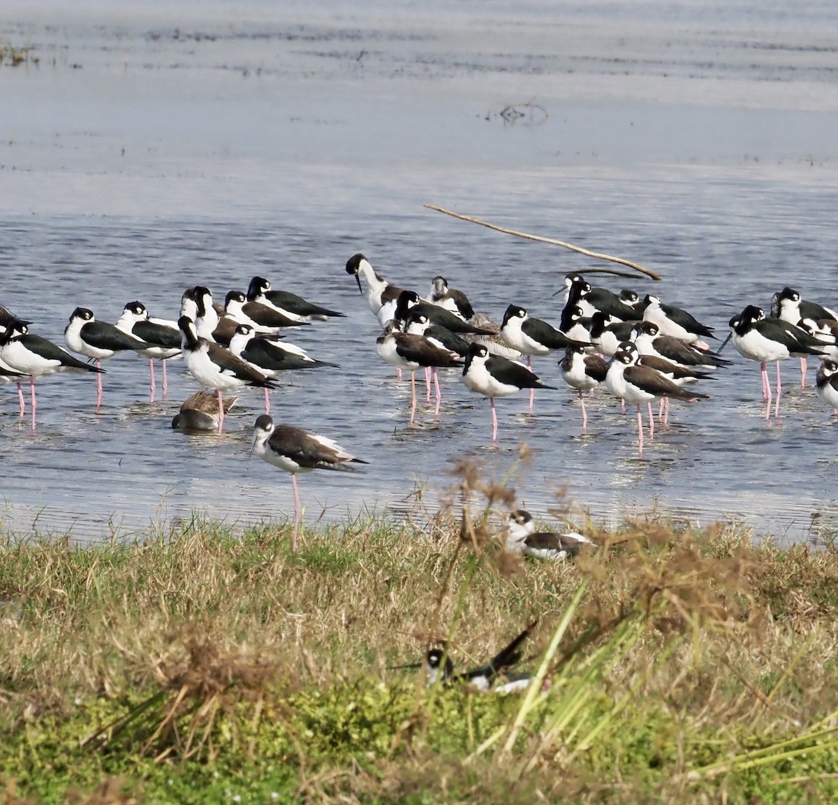 Black-necked Stilt - ML646609785
