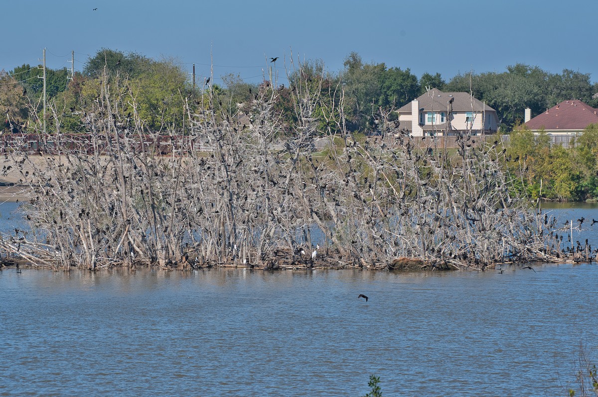 Neotropic Cormorant - ML646609787