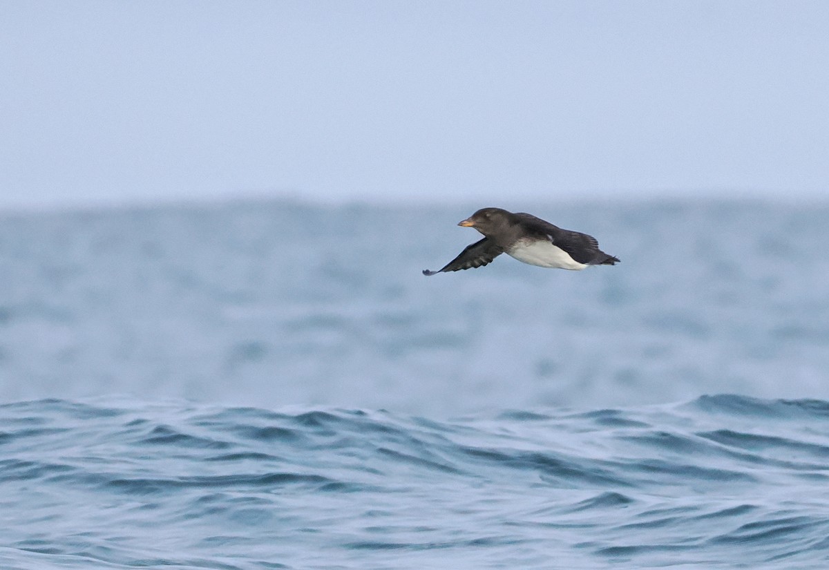 Rhinoceros Auklet - ML646609795