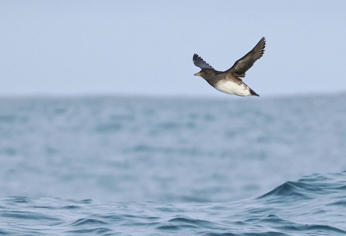 Rhinoceros Auklet - ML646609796