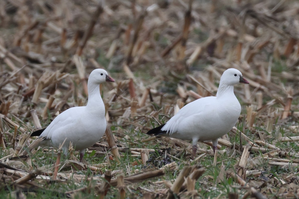 Ross's Goose - ML646609797