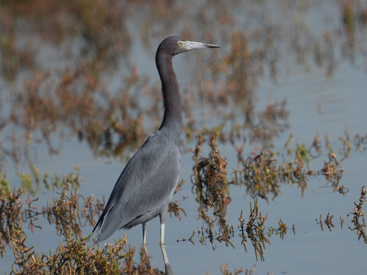 volavka modrošedá - ML646609805