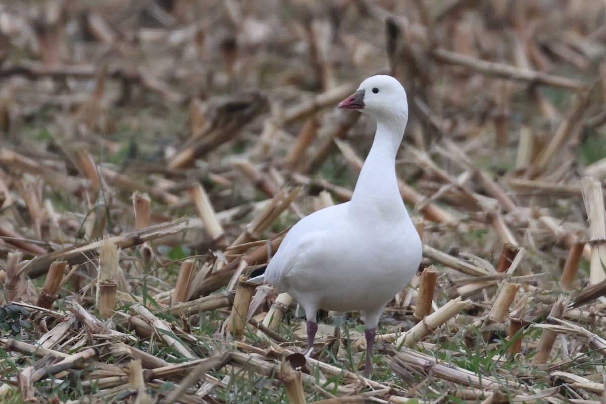 Ross's Goose - ML646609807